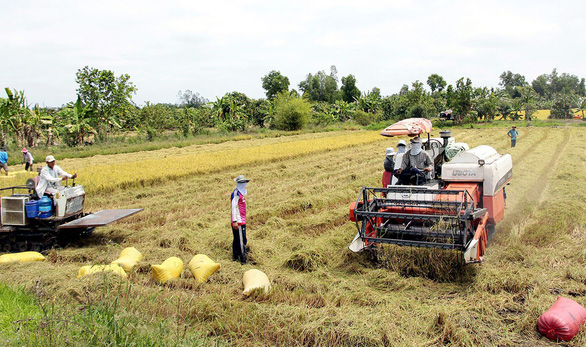 Nông dân Đồng bằng sông Cửu Long thu hoạch lúa đông xuân 2018-2019 - Ảnh: CHÍ QUỐC